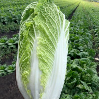 Napa cabbage «Wineglass»