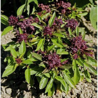 Basil seeds «Clove scent»