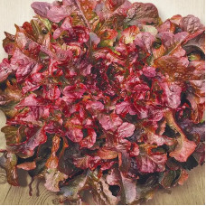 Salad seeds «Red coral»