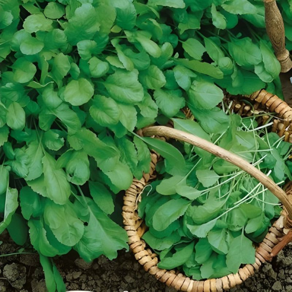 Salad seeds «Broadleaf»