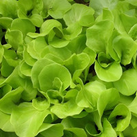 Насіння салату «Малютка»