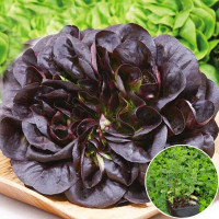 Насіння салату «Балконний червоний»