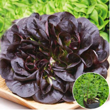 Salad seeds «Balcony red»