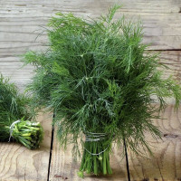 Dill seeds «Roomed»