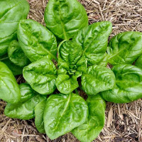 Spinach seeds «Winter giant»