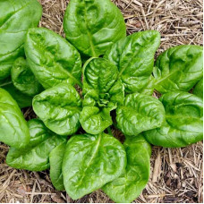 Spinach seeds «Winter giant»