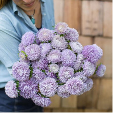 Aster seeds «Lazurite»