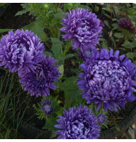 Насіння айстри «Віолет турм»