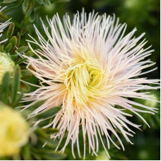 Aster seeds «Brunhilde»