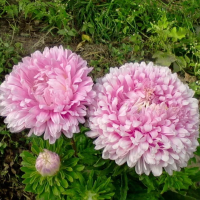 Aster seeds «Rose turm»