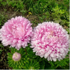 Aster seeds «Rose turm»