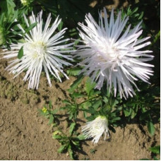 Aster seeds «Isolde»