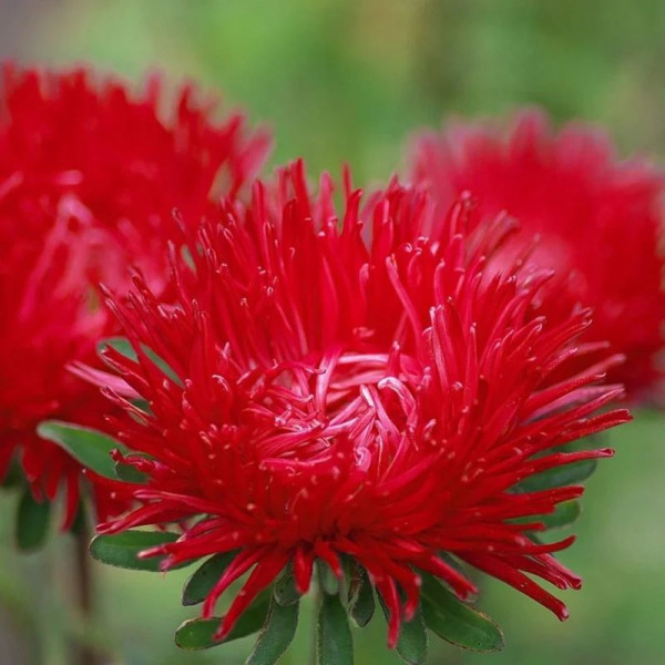 Aster seeds «Esmeralda»