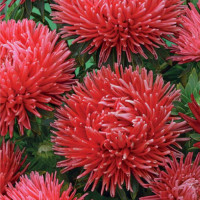 Насіння айстри «Сорель»