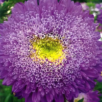 Семена астры «Вероника»