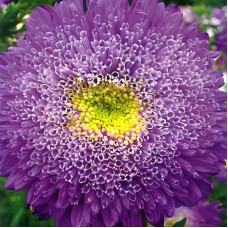 Aster seeds «Veronica»