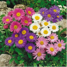 Aster seeds «Alpine mix»