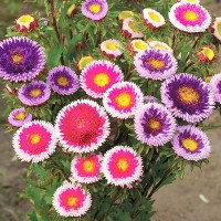 Семена астры «Лунная смесь»