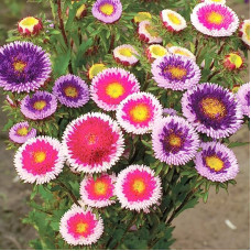 Aster seeds «Moon mix»