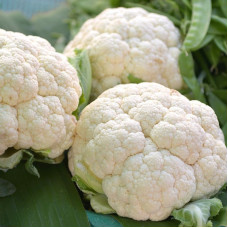 Cauliflower seeds «Rober»