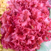 Salad seeds «Curly red»