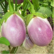 Eggplant seeds «Globe»