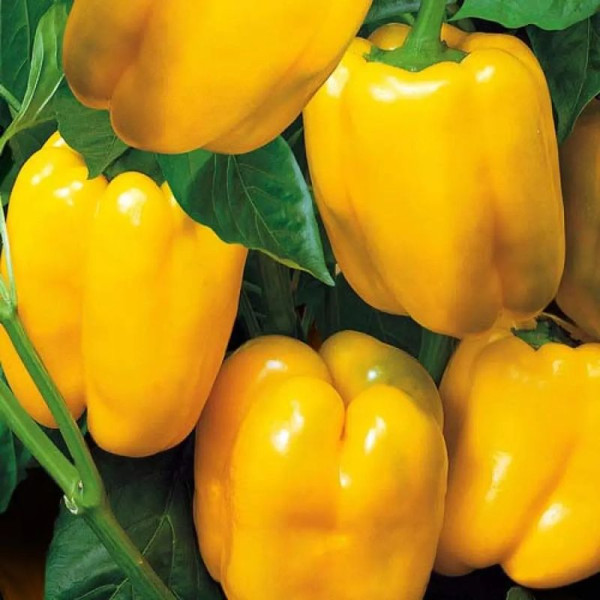 Sweet pepper seeds «Californian miracle golden»