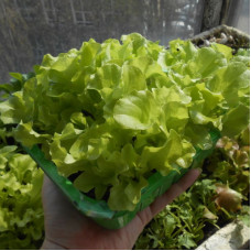 Salad seeds «Green coral»