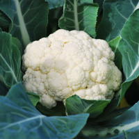 Cauliflower seeds «Movir»