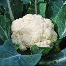 Cauliflower seeds «Movir»