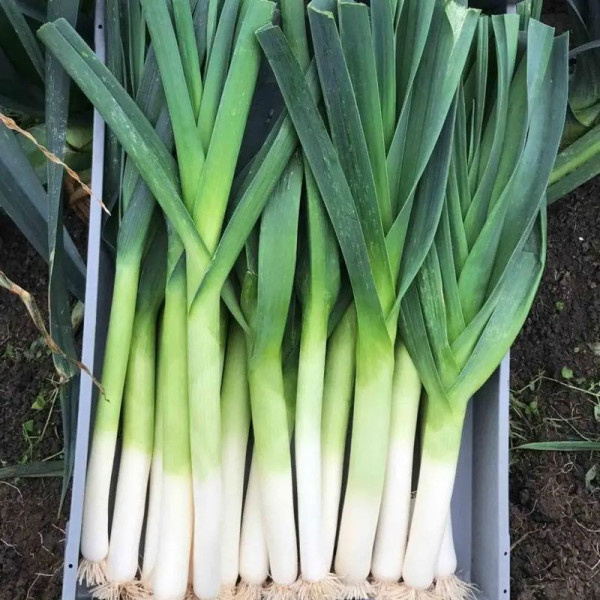 Leek seeds «Karantansky»