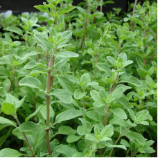 Marjoram seeds «Garden»