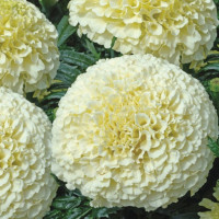 Marigold seeds «Alaska»