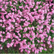 Forget-me-not seeds «Pink»