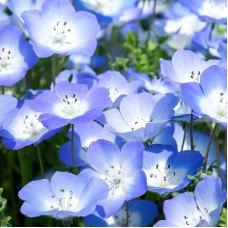 Nemophila seeds «Blue Penny»