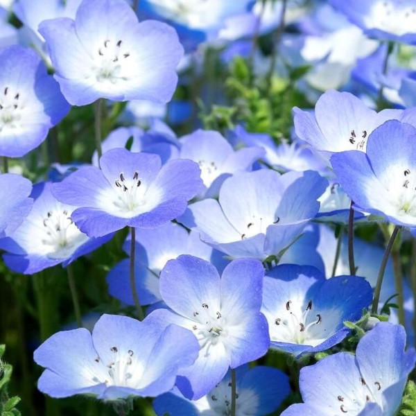 Nemophila seeds «Blue Penny»