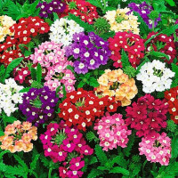 Verbena seeds «Beauty mix»
