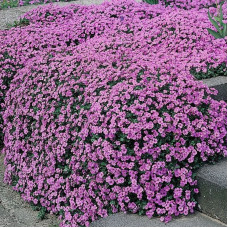 Aubrieta seeds «Lilac»