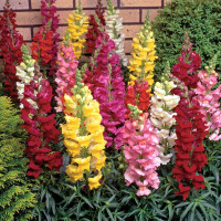 Snapdragons seeds «Tall mix»