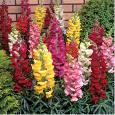 Snapdragons seeds «Tall mix»