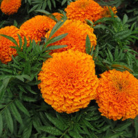 Насіння чорнобривців «Гаваї»