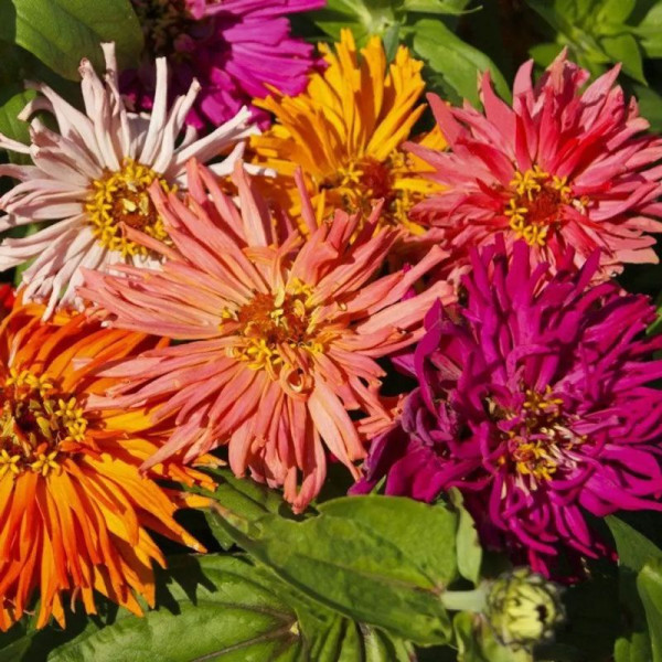 Zinnia seeds «Cactus-flowered mix»