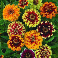 Zinnia seeds «Persian mix»