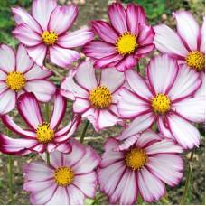 Cosmos seeds «Picotee»