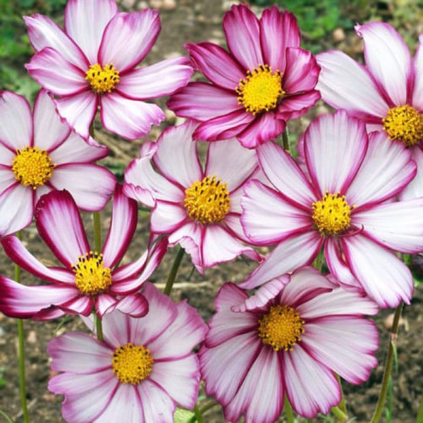 Cosmos seeds «Picotee»