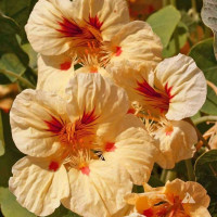 Nasturtium seeds «Melba»