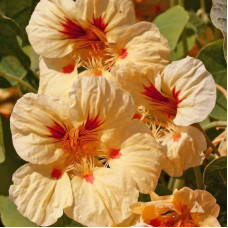 Nasturtium seeds «Melba»