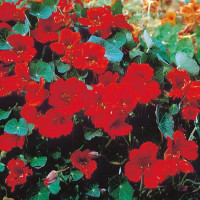 Nasturtium seeds «Empress»