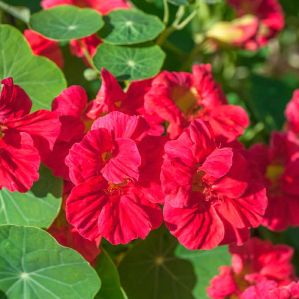 Nasturtium seeds «Cherry»