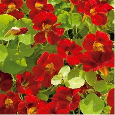 Nasturtium seeds «Scarlet glitter»